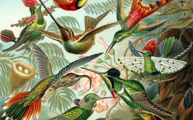 Колибри способны видеть ультрафиолетовый свет, недоступный человеку.