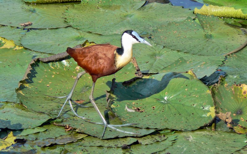Африканская лягушка Breviceps adspersus издаёт звуки, как маленький робот, отпугивая хищников звуков