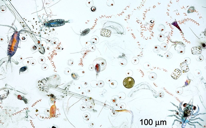 Фотосинтезирующий морской слизень крадёт хлоропласты у водорослей и использует их как свои собственн