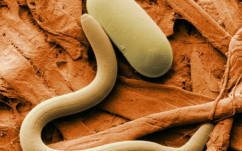 Нематода C. elegans имеет ровно 302 нейрона, и учёные полностью составили карту всех его нервных свя