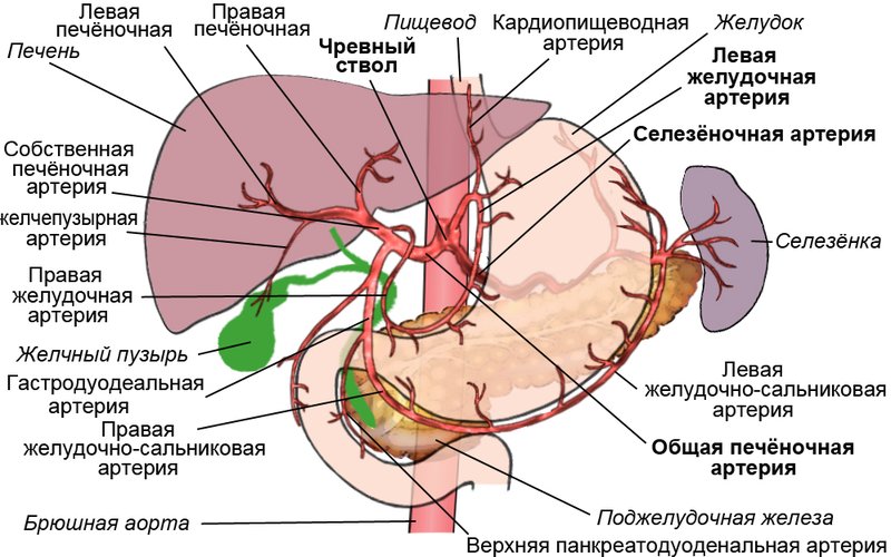 Желудочная кислота человека настолько сильна, что растворяет металл, но слизистая оболочка защищает 