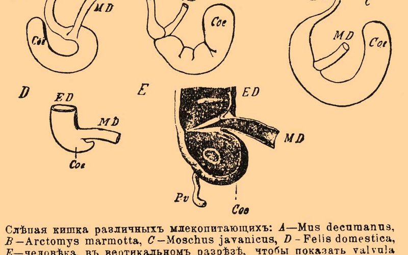 Слепая рыба Astyanax mexicanus развила способность видеть через кожу, используя светочувствительные 