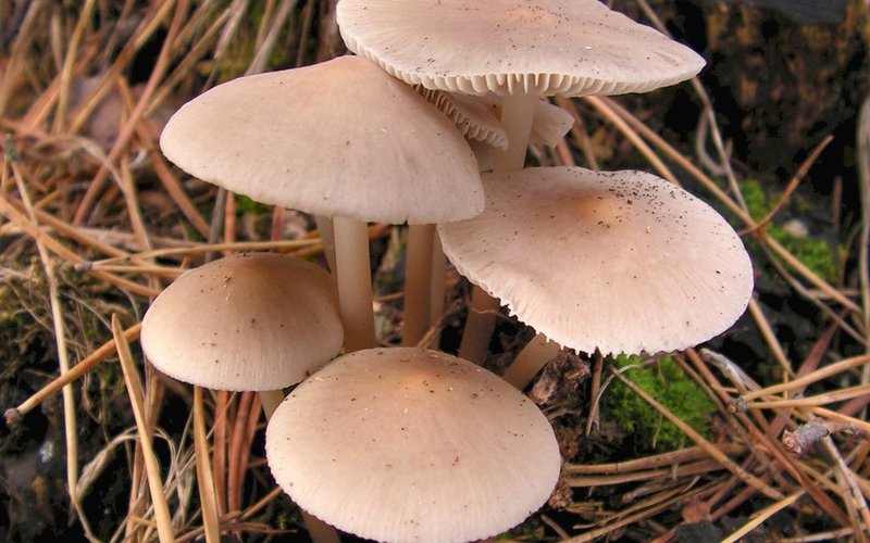 Мицена светящихся шляпок (Mycena chlorophos) излучает зелёный свет через белок люциферин — это единс