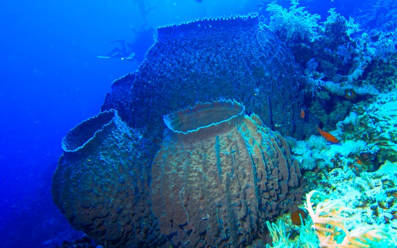 Губка Hexactinellida может разгонять воду через поры со скоростью 4 см/сек, фильтруя литр за час, пр