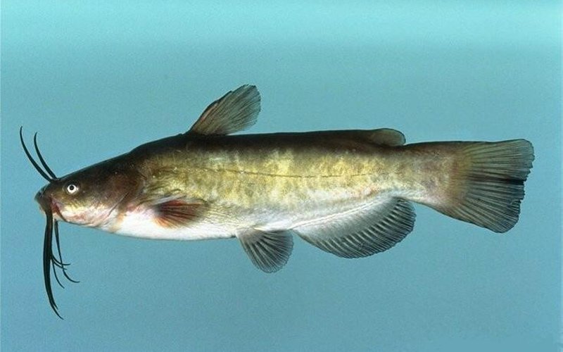 Сомик Corydoras может дышать кишечником, поглощая кислород через слизистую прямой кишки и выпуская у