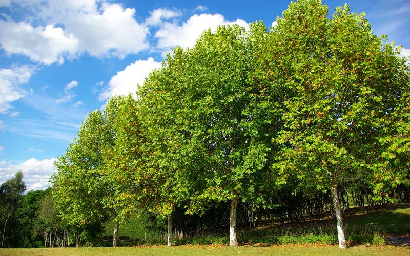 Платан восточный (Platanus orientalis) сбрасывает кору тонкими слоями, чтобы отряхнуть загрязнение в