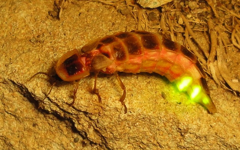 Светлячок Photinus pyralis производит свет с КПД 96% — в 1000 раз эффективнее лампы накаливания.