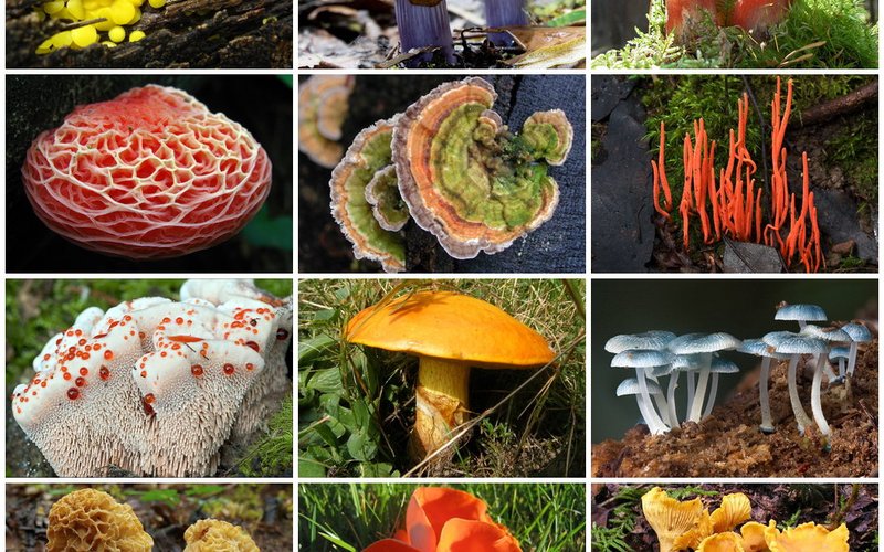 Гриб Armillaria mellea в Орегоне занимает 890 гектаров и весит 400 тонн — крупнейший живой организм 
