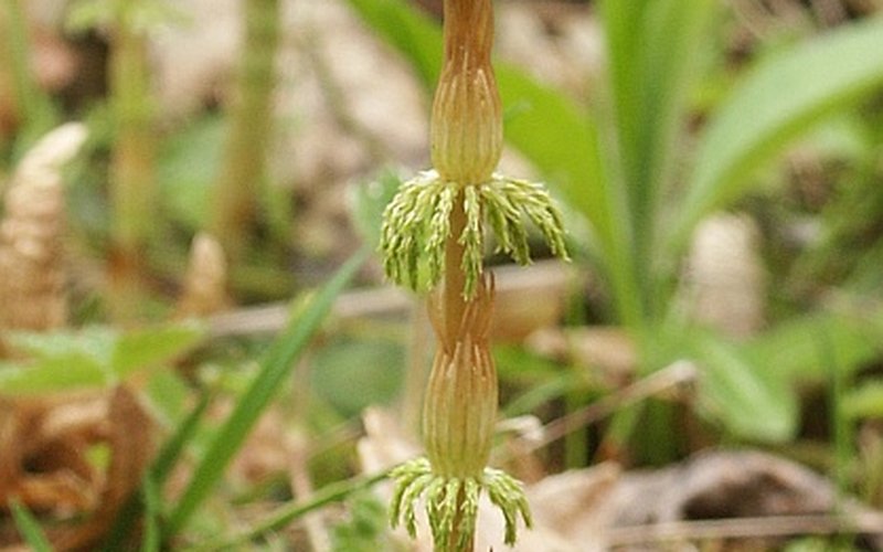 Стробил хмеля Humulus lupulus выделяет смолу люпулин, которая содержит соединения, блокирующие рост 