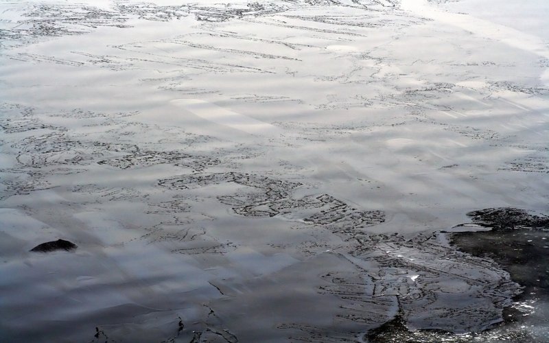 Прозрачность морской воды снизилась на 9% за 20 лет из-за фитопланктона, чувствительного к потеплени