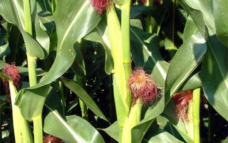 Кукуруза Zea mays выделяет летучие соединения при повреждении, созывая парящих ос-паразитов на помощ