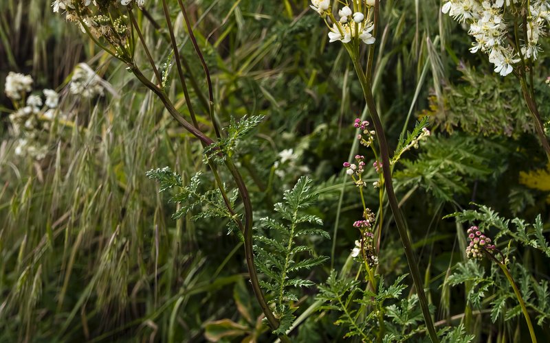 Растение Arabidopsis thaliana может «помнить» холодные ночи и менять время цветения через эпигенетич