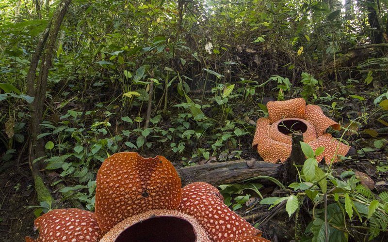 Лиана Tetrastigma rafflesiae выделяет сахаристый сок через стебель, который привлекает муравьёв для 