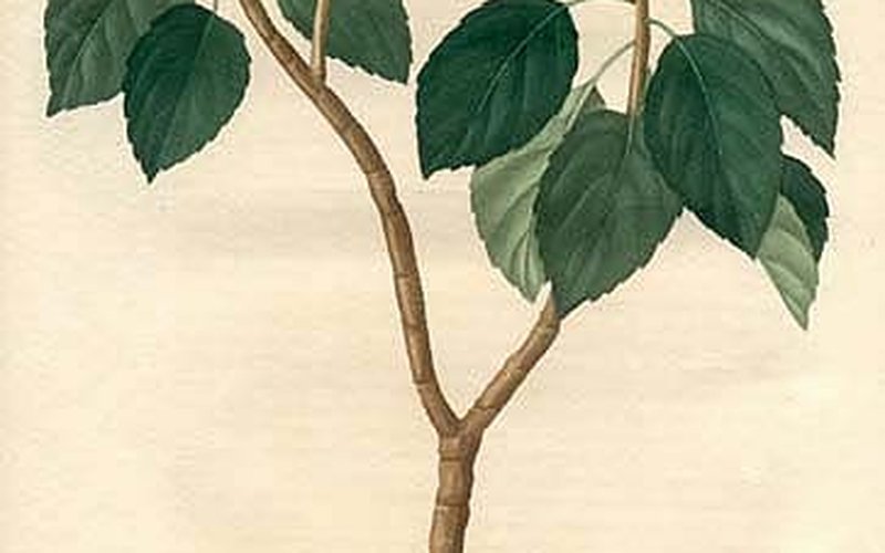 Растение Ricinus communis выделяет токсин рицин в семенах — белок, блокирующий синтез белков в клетк