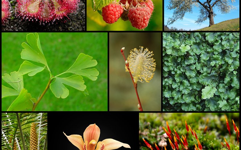 Растение Acacia cornigera выращивает полые шипы, где живут муравьи, получая защиту от травоядных в о