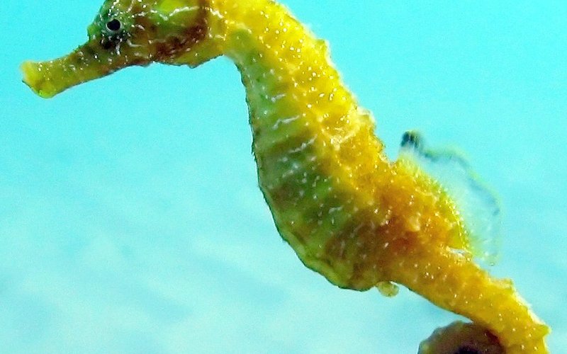 Морской конёк изменяет окраску за 4 минуты, имитируя цвет водорослей благодаря хроматофорам в коже.