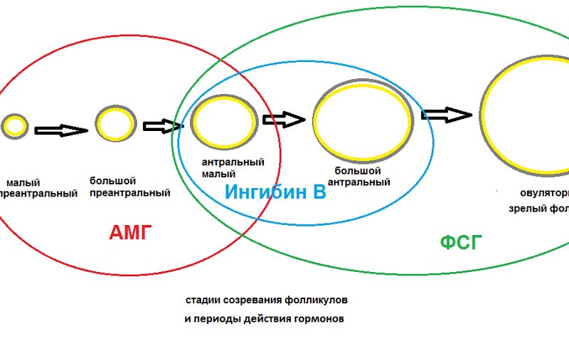 Мёд содержит ингибин — вещество, которое убивает бактерии через окисление, и остаётся стерильным 300