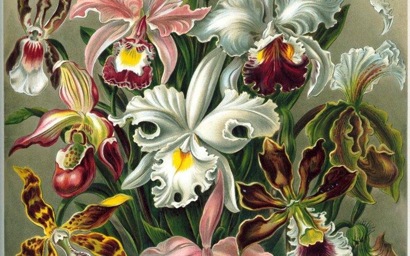 Орхидея Anguloa uniflora издаёт запах феромона самки пчелы, заставляя самцов копулировать с цветком 