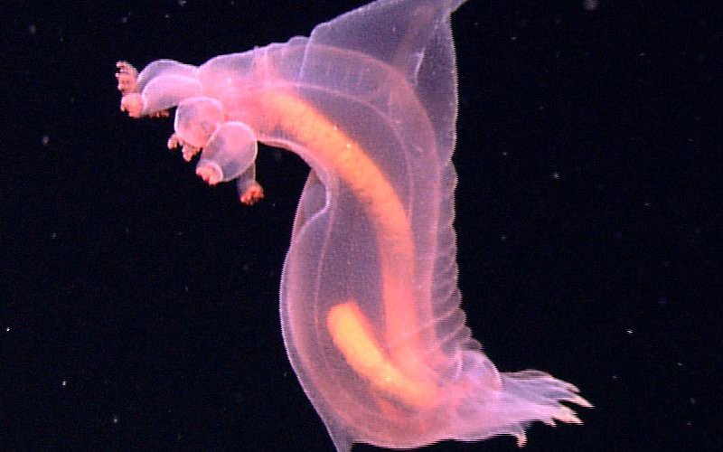 Морской огурец голотурия Enypniastes eximia «ходит» по дну на 3500 м, используя плавники как ноги, с