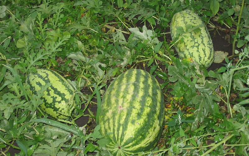 Арбузы растут в космосе — их успешно выращивали на космических станциях.