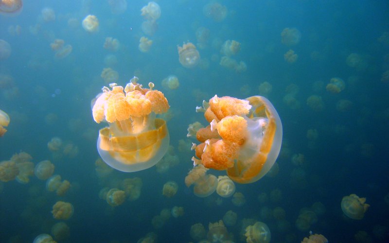 Медузы типа Turritopsis способны обратить своё развитие и стать молодыми вновь.