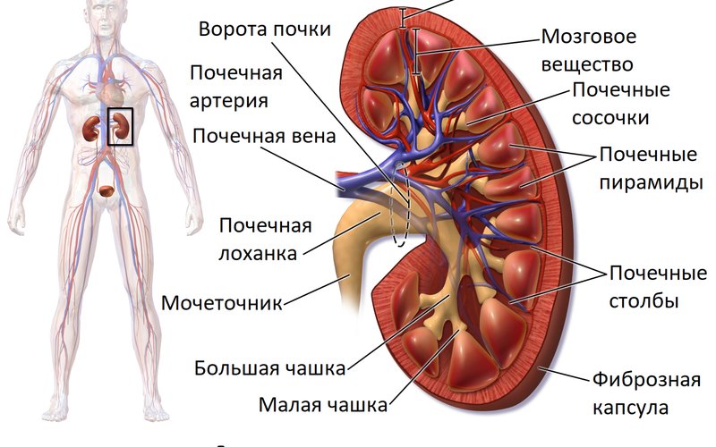 Почки человека достаточно мощны, чтобы фильтровать до 200 литров крови в день.